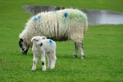 11th Apr 2024 - another lamb