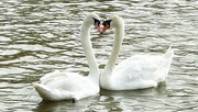 11th Apr 2024 - Heart Swans