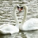 Heart Swans by carole_sandford