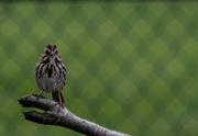 11th Apr 2024 - Song Sparrow 