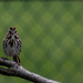 Song Sparrow  by darchibald