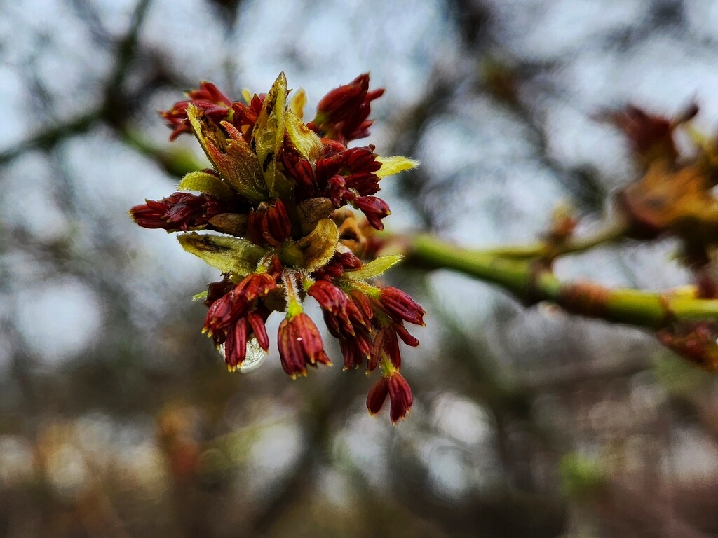 Maple buds by ljmanning