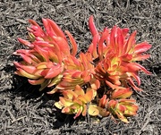6th Apr 2024 - Red Succulent
