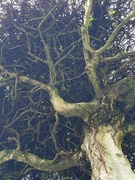 11th Apr 2024 - Gnarly Tree