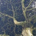 Gnarly Tree