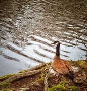 11th Apr 2024 - Mother Goose