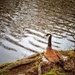 Mother Goose by jnewbio