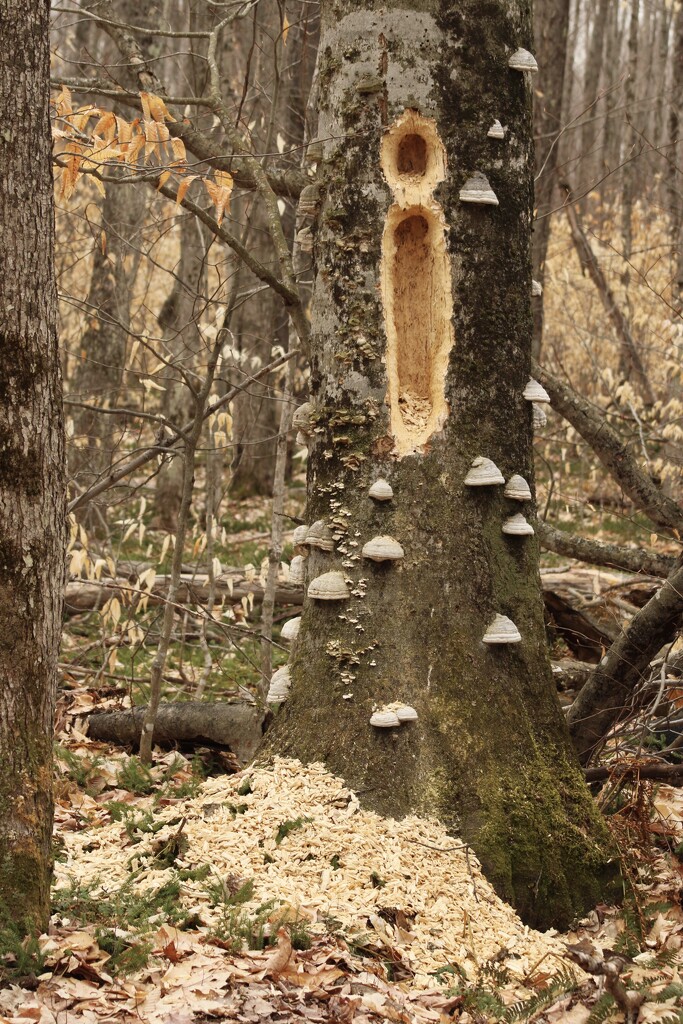 The work of a pileated woodpecker by mltrotter