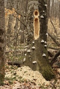 11th Apr 2024 - The work of a pileated woodpecker
