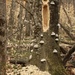 The work of a pileated woodpecker