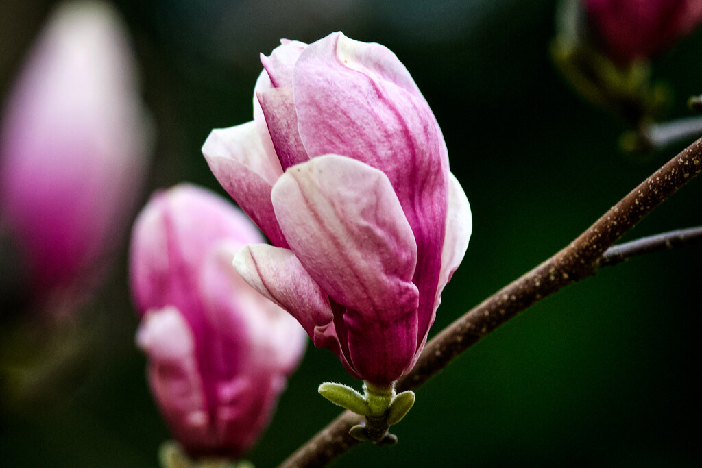 Magnolia by berelaxed