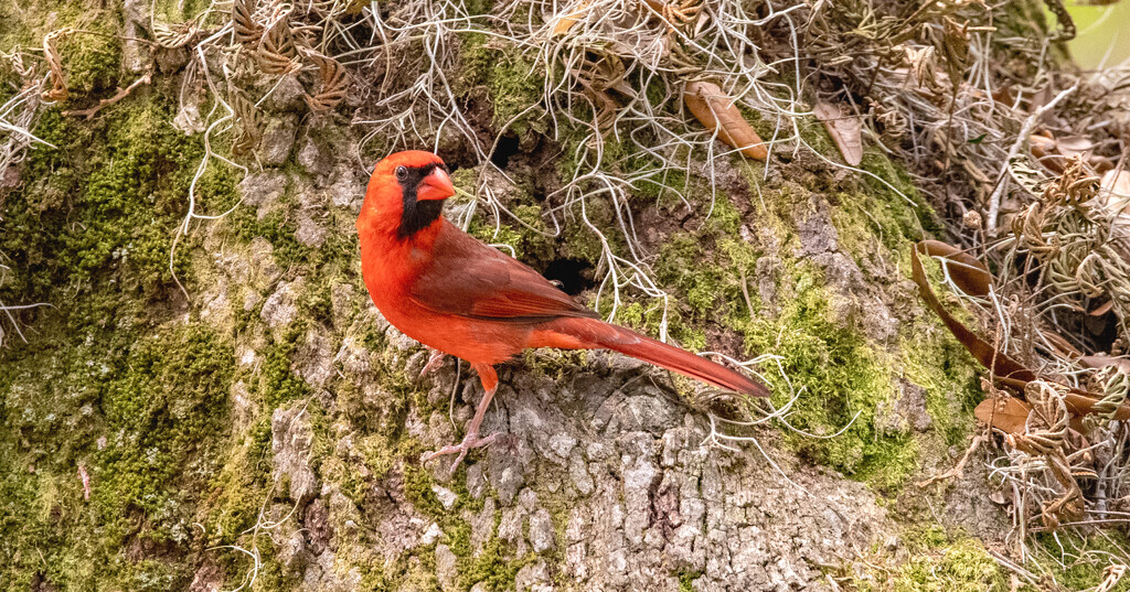 Mr Cardinal Posed on the Tree Trunk! by rickster549