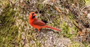 11th Apr 2024 - Mr Cardinal Posed on the Tree Trunk!