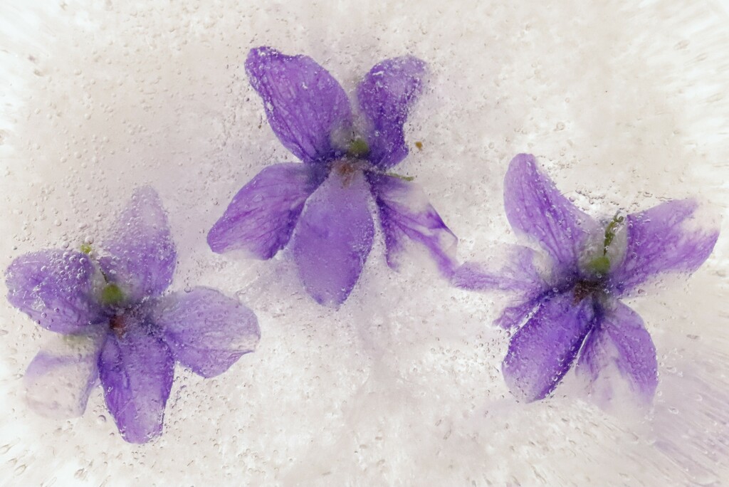 Frozen Violets by princessicajessica