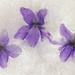 Frozen Violets