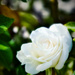 One Rose by gardenfolk