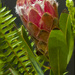 Protea by briaan