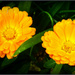 Marigolds  by beryl