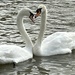 Swan Heart by phil_sandford