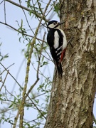 12th Apr 2024 - Woodpecker
