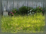 12th Apr 2024 - Tall grass and blooming azaleas...