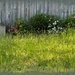 Tall grass and blooming azaleas... by marlboromaam