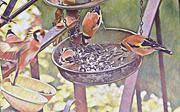 11th Apr 2024 - Goldfinches.......