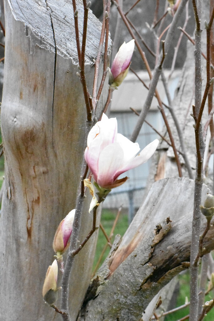 You Can't Keep a Good Magnolia Down by lisab514
