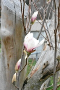 1st Apr 2024 - You Can't Keep a Good Magnolia Down