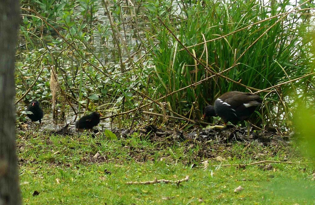 Moorhen and Young by arkensiel