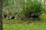 12th Apr 2024 - Moorhen and Young