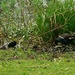 Moorhen and Young