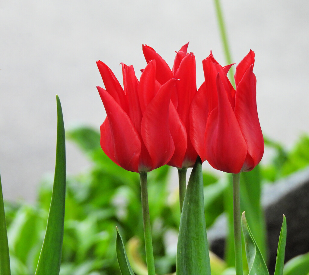 Tulips  by seattlite