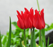12th Apr 2024 - Tulips 