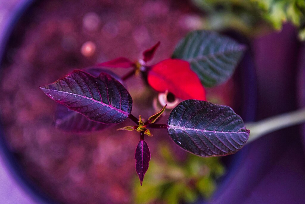 4 11 Christmas Poinsettia is surviving by sandlily
