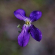 11th Apr 2024 - 4 11 Purple Wildflower