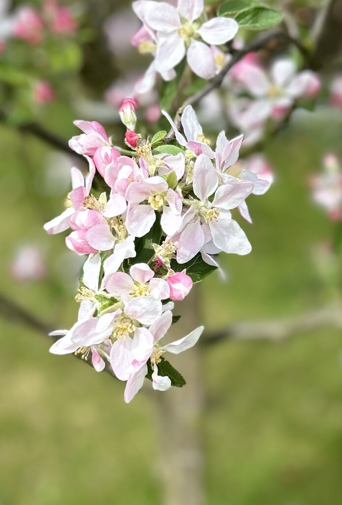 Apple blossoms  by suehazell