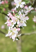 12th Apr 2024 - Apple blossoms 
