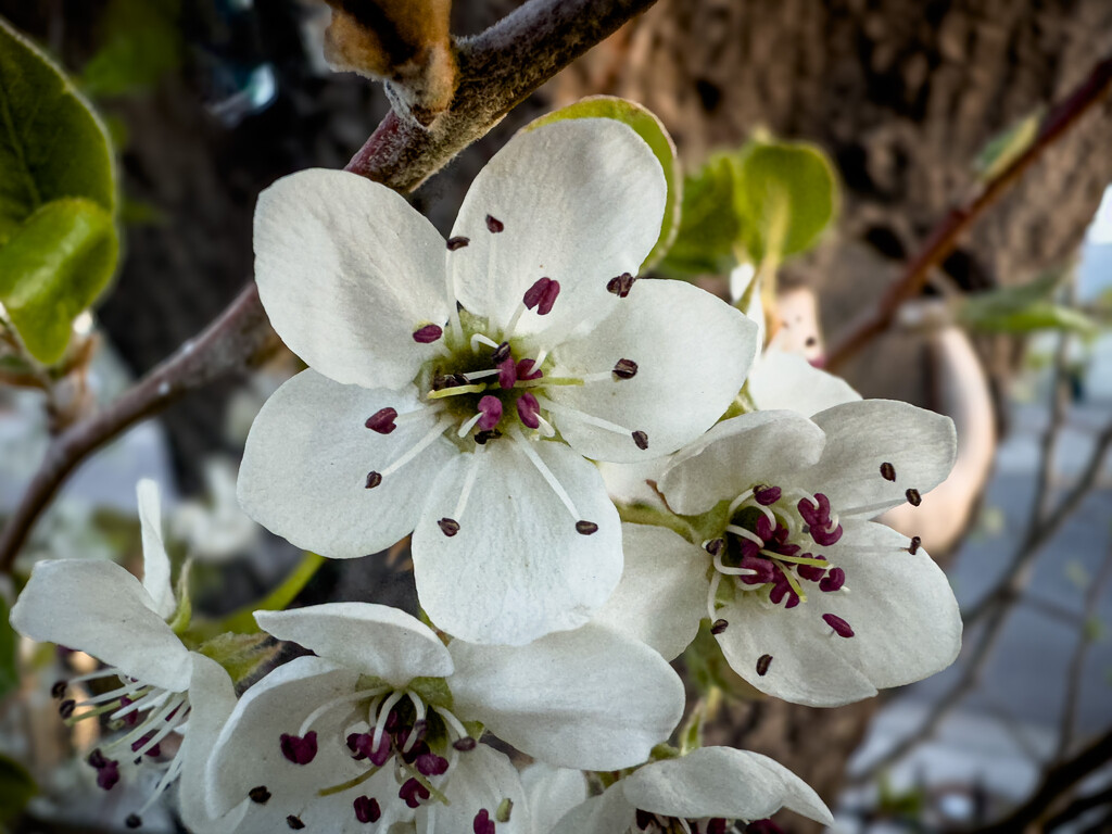 Spring blossoms close-up by jeffjones