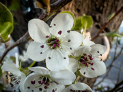 12th Apr 2024 - Spring blossoms close-up