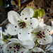Spring blossoms close-up by jeffjones