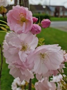 26th Mar 2024 - Pink blossom