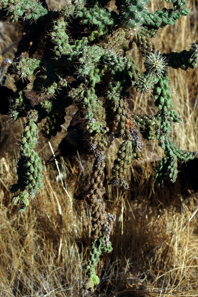 chain-link cholla by blueberry1222
