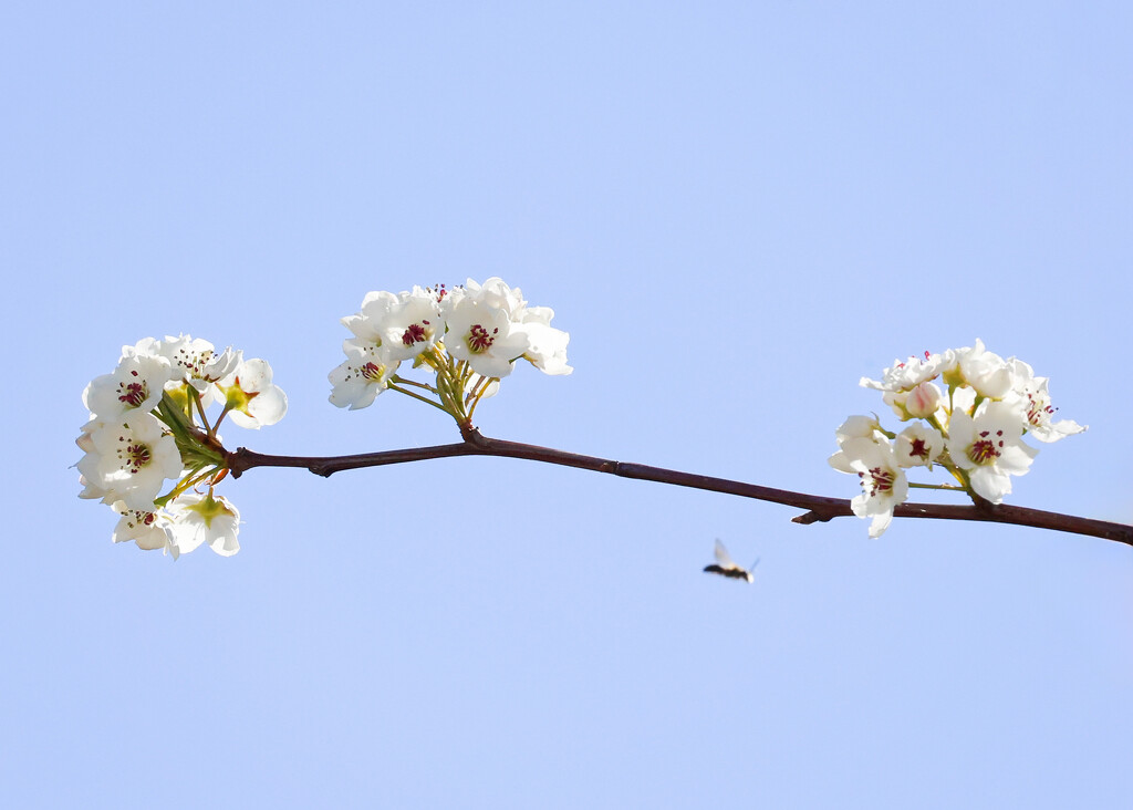 Spring Blossom by bobbic