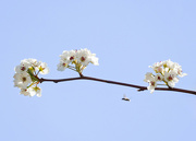 12th Apr 2024 - Spring Blossom