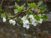 12th Apr 2024 - pear blossom...