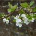 pear blossom... by quietpurplehaze