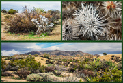 1st Apr 2024 - Joshua Tree National Park