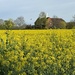 Rapeseed by jeremyccc
