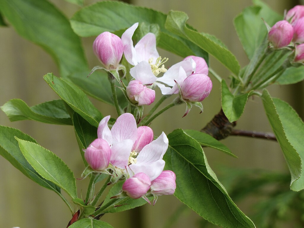 Apple Blossom by susiemc